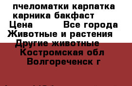 пчеломатки карпатка карника бакфаст F-1 › Цена ­ 800 - Все города Животные и растения » Другие животные   . Костромская обл.,Волгореченск г.